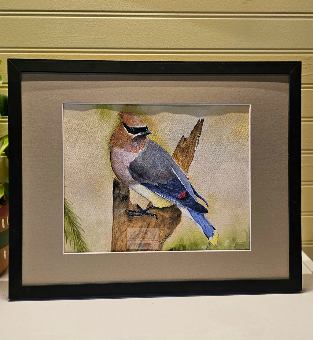 Original watercolor painting of a cedar waxwing bird perched on a branch by artist D. Bunting