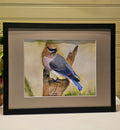 Original watercolor painting of a cedar waxwing bird perched on a branch by artist D. Bunting